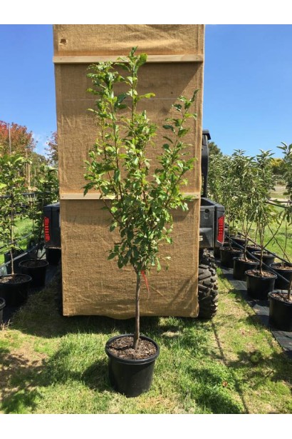 Слива домашня Угорка в контейнері